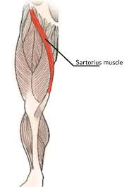 Some people also find that pain from lower back spasm radiates to other areas of the. What Are The Back Muscles Called Quora