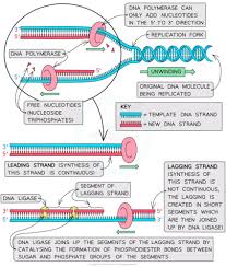 dna rna and replication flashcards