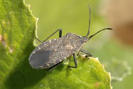Squash Bugs In Home Gardens Umn Extension