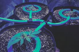 It can also be used for growing plants indoors if lights are provided above the tower, which is popular in urban areas with only a small space for gardening. How To Set Up A Drip Irrigation System For Cannabis 2 Ways Rqs Blog