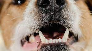 dog dry mouth causes and treatments