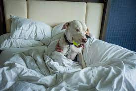 the top austin pet friendly hotels for