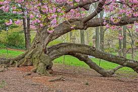 Double blossoms make this tree the star of spring! Cherry Blossom Trees Buying Growing Guide Trees Com