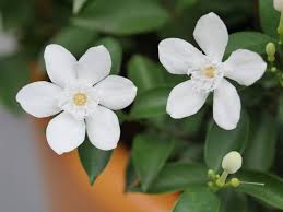 jasmine plant care for indoor