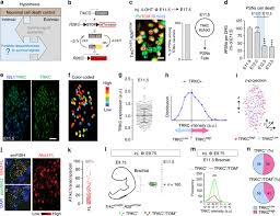 A Cell Fitness Selection Model For Neuronal Survival During