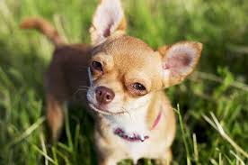Teacup Chihuahua 8 Facts About These Small Adorable Mini