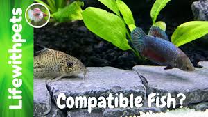 Compatible Tank Mates For Betta Fish Collab