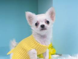 Image result for chiguagua wearing a yellow jumper