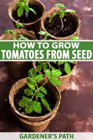How To Grow Tomatoes From Seed In 6