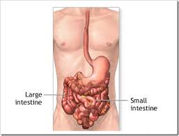 Difference Between Small Intestine And Large Intestine