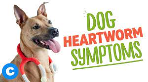 heartworms in dogs symptoms treatment