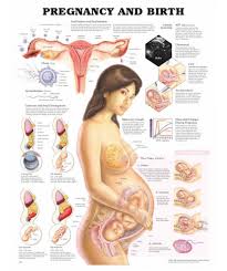 Pregnancy And Birth Anatomical Chart