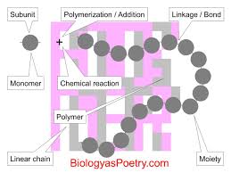 polymer biology as poetry