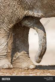 Imagen y foto Pene De Elefante (prueba gratis) | Bigstock