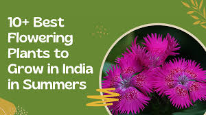 best flowering plants to grow in india