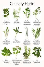 23 herbal stuff ideas herbalism