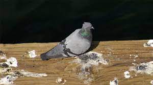 How To Easily Get Rid Of Pigeons From