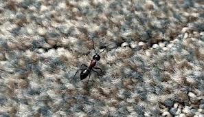 how to remove ants from carpets in 5