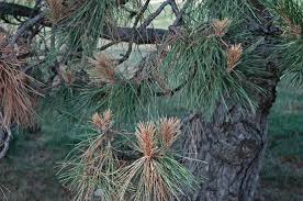 How to save a dying tree: Diseases Of Pine Trees The Tree Center