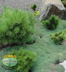 stepables com plants that tolerate