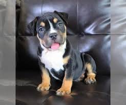 Favorite this post mar 14 valentine's day bully pups! Puppyfinder Com American Bully Puppies Puppies For Sale Near Me In California Usa Page 1 Displays 10