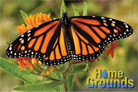 attracting monarch erflies to your