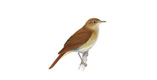 Identify common bird calls and songs with audio clips from the most common british birds, based on the results of this year's big garden birdwatch and dawn chorus species. Nightingale Bird Facts Luscinia Megarhynchos The Rspb