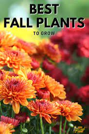 Fall Garden Plants To Grow Kellogg