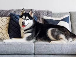 14 Pet Friendly Couches In 2023 Best