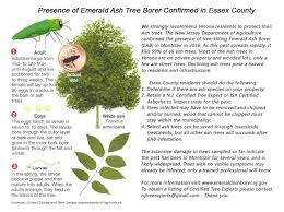 The Township Of Verona New Jersey Emerald Ash Borer
