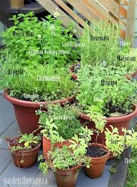 container herb garden herb garden