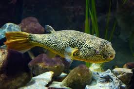 The Complete Freshwater Puffer Fish Care Guide Fishkeeping