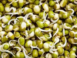 mung bean sprouts how to grow them and