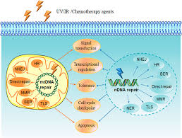 Dna Repair Pathways In Cancer Therapy