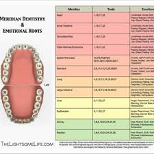 Meridian Tooth Chart Source Wilson And Williams 2011