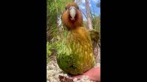 動画：体をフリフリ！ 希少な「飛べないオウム」カカポに記録的な繁殖期、NZ 写真1枚 国際ニュース：AFPBB News