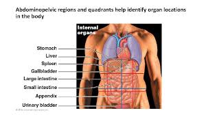 Organs that can be found in the different quadrants and regions of the body Khp5b2pyselz5m