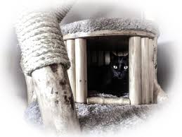 This breed probably was introduced by seamen who sailed into new england. Bespoke Luxury Wooden Cat Trees Cat Furniture