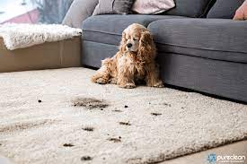 protect your carpets with a new pet