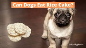 Generally, both white and brown rice (and all other types of rice) are not a trigger for ibs, and you can eat them safely. Can Dogs Eat Rice Cakes Animal Hype