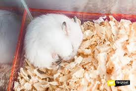 Hamsters And Temperature Changes What