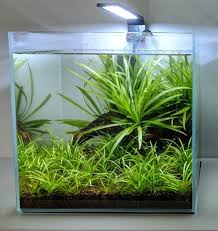Rimless Aquariums With Glass Covers