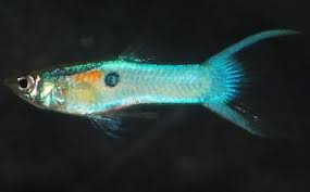Guppies eat flake food and do very well in aquariums. Live Tropical Fish Blue Japanese Lyretail Endlers Endler S Livebearers Guppy Fish Fish Guppy