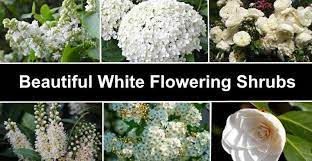 19 Beautiful White Flowering Shrubs
