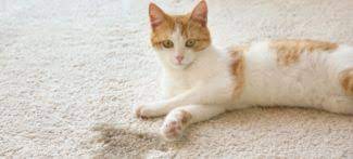 clean dried cat urine from carpet