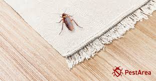 can roaches live in carpets 2023