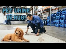 removing pet urine from wool rug rug