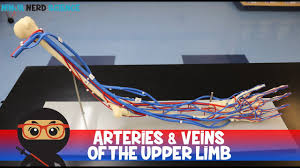 Circulatory System Arteries Veins Of The Upper Limb Vascular Arm Model