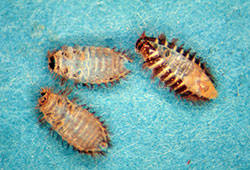 Larval stage carpet beetles are only about 1/8 inch long. Dermestid Beetles Carpet Beetles 5 549 Extension