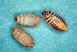 dermestid beetles carpet beetles 5